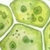 Les microalgues, une bioressource d'avenir au cœur des recherches interdisciplinaires du Pôle Sciences et technologie